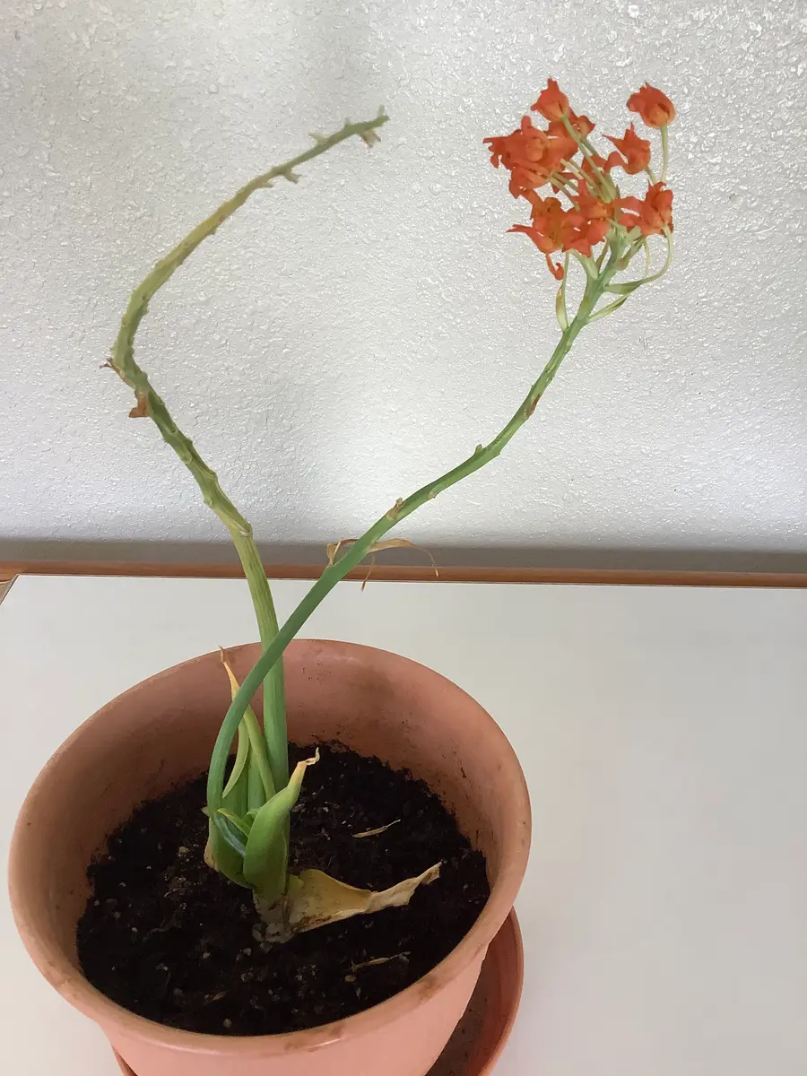 枯れかけ花 初めまして。殆ど枯れかけています花鉢の名前が分かりません