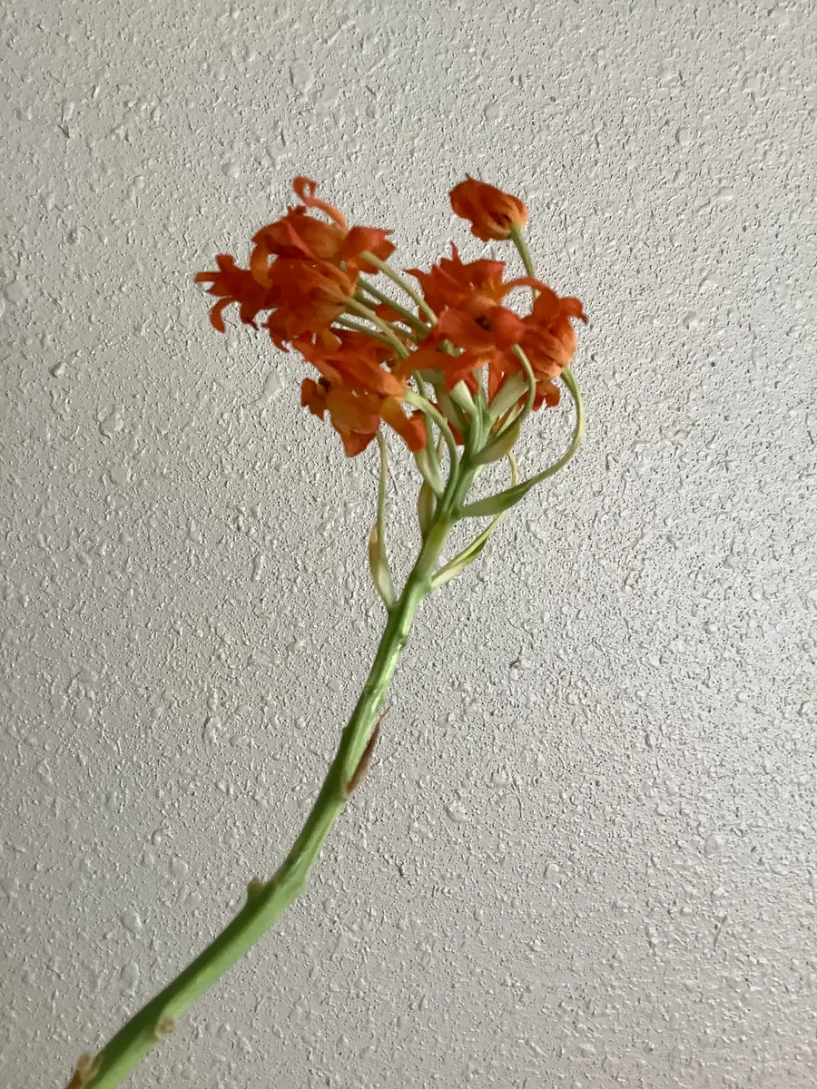 初めまして。殆ど枯れかけています花鉢の名前が分かりません