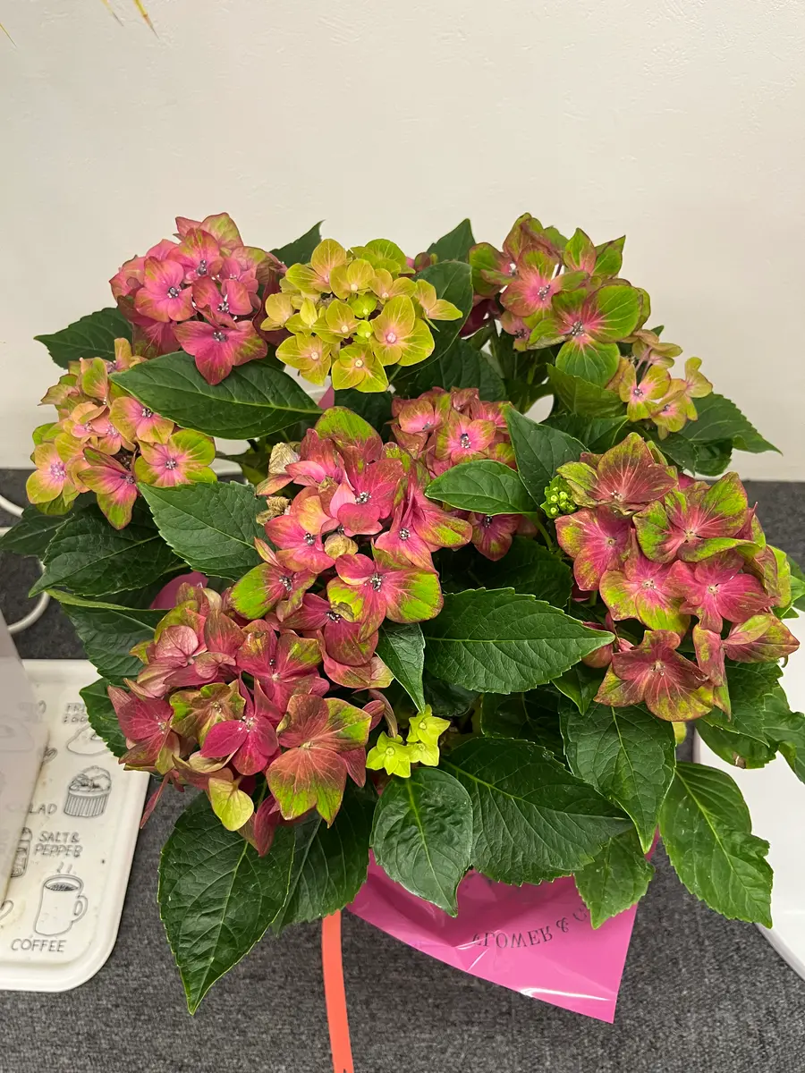 紫陽花の鉢を頂いたのですが、花の色が変わった色なのです。調