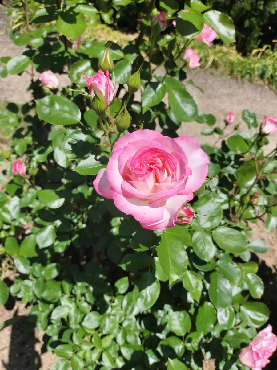 今日、公園内で見つけた薔薇です。この株だけ、名札がなく…名｜園芸