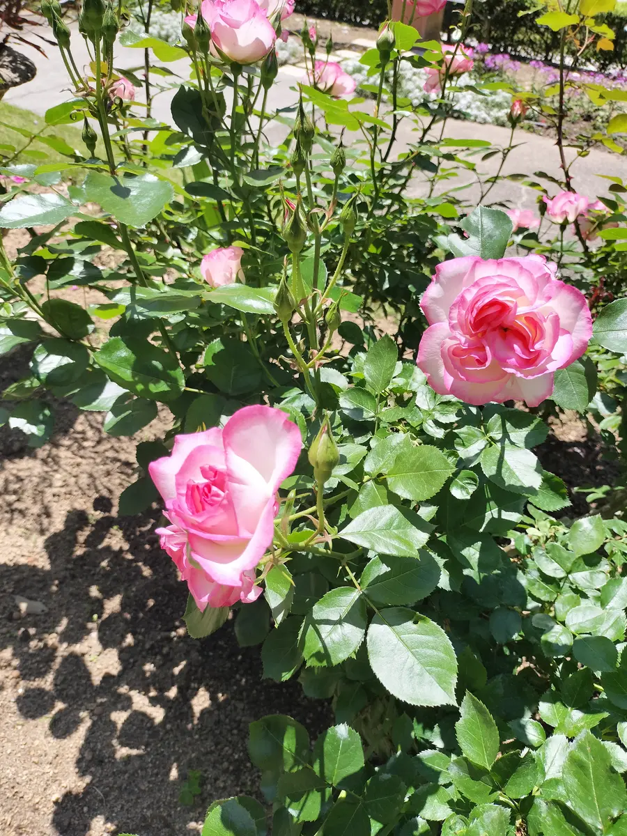 今日、公園内で見つけた薔薇です。この株だけ、名札がなく…名｜園芸
