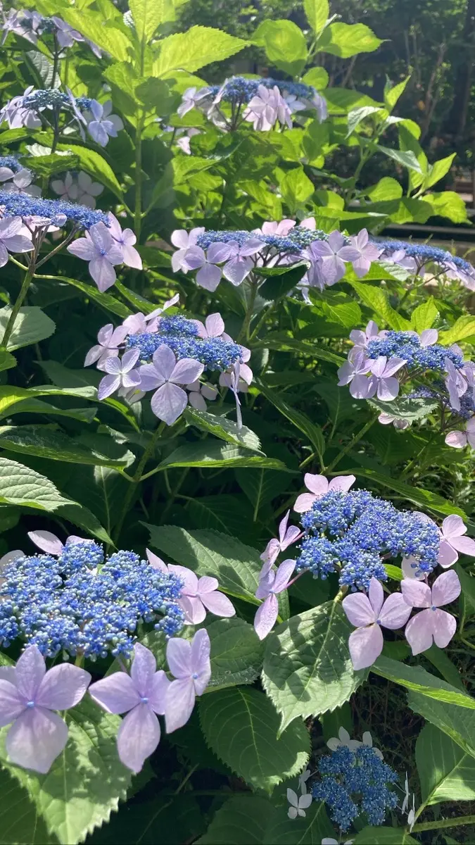 紫陽花 ネイビーブルー | marcam