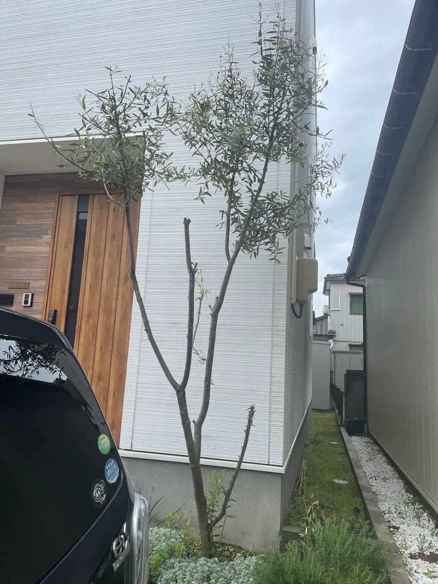 オリーブの木を地植えしております。約5年くらいになります