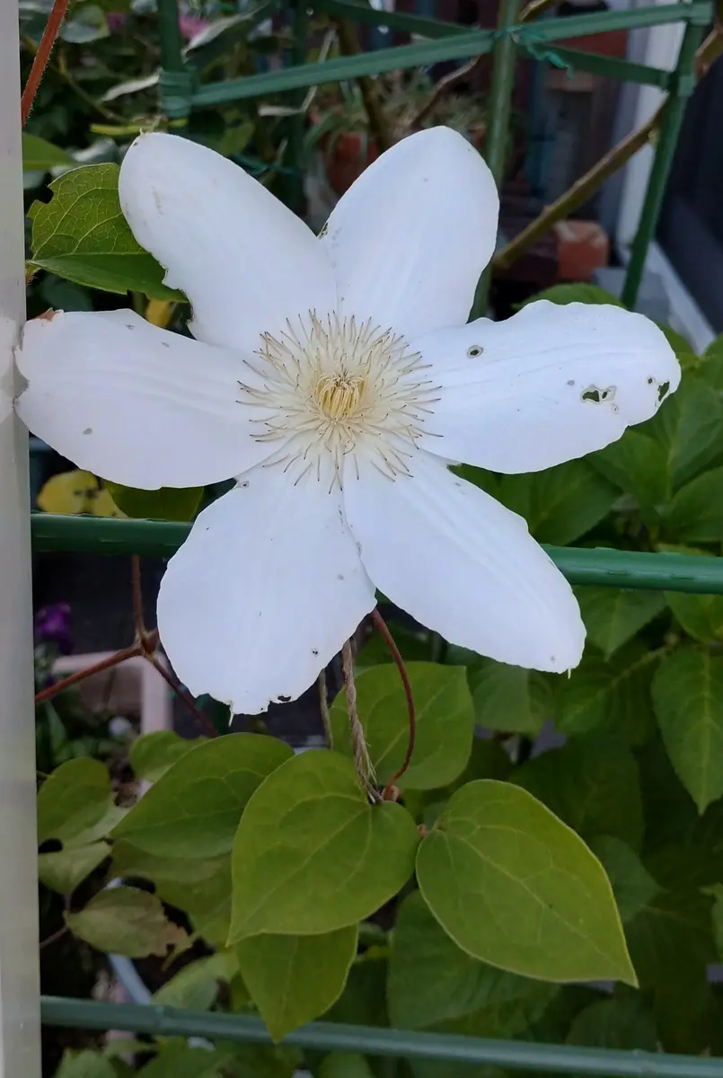 ジョンポール22年生クレマチス