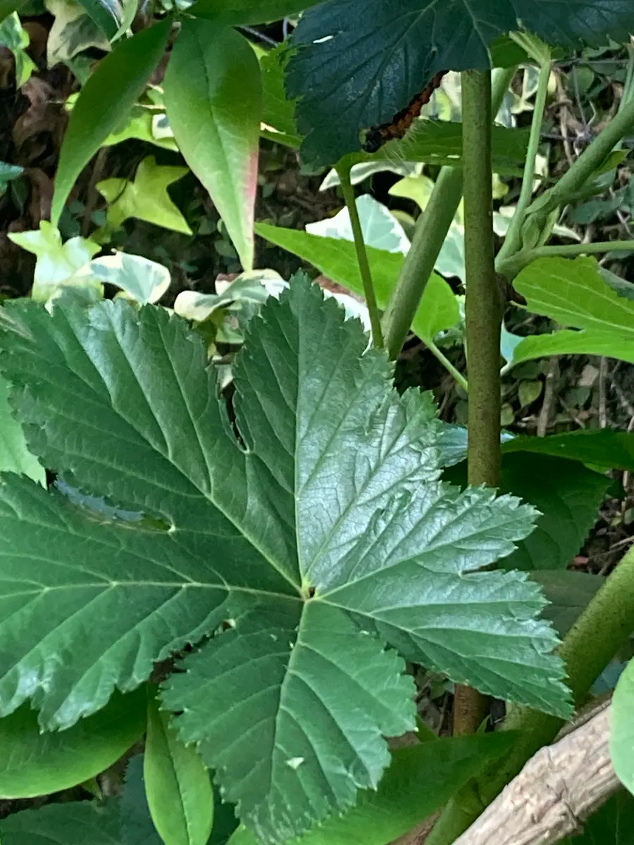 10年くらい前にもらった植物をプランターから地植えして3年目ど