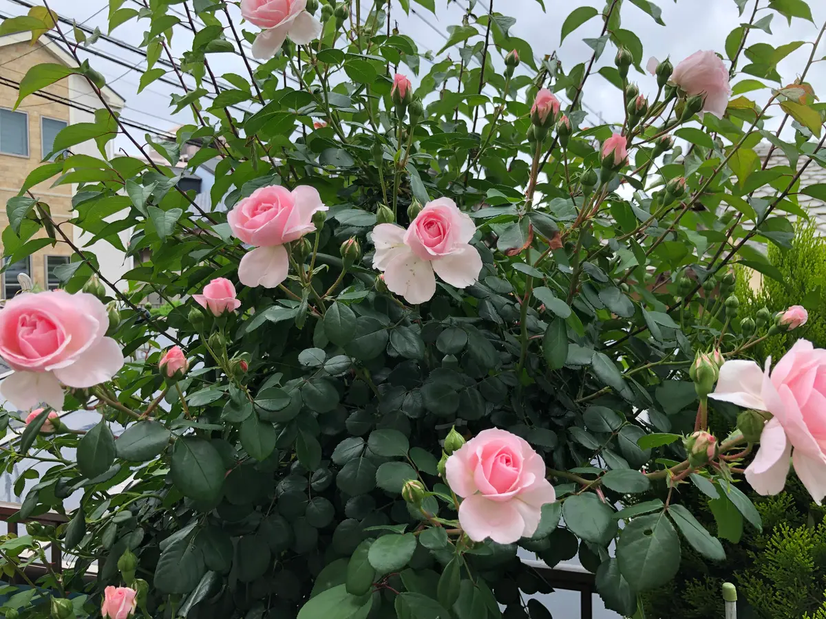 とても良い香り切花バラ開花苗 黒かっ