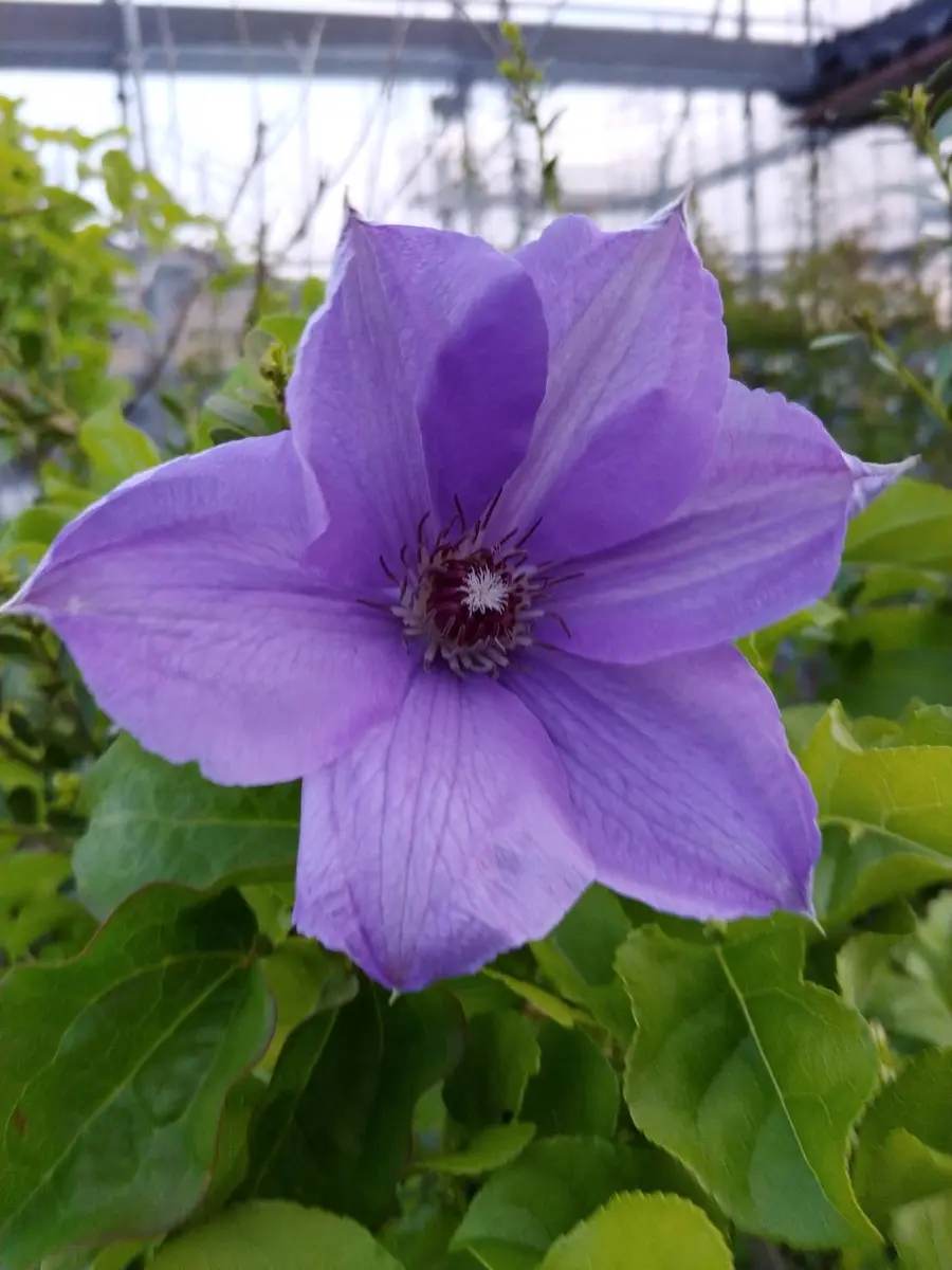 今日、裏庭で発見された花です。他の木にツルを絡ませながら頂