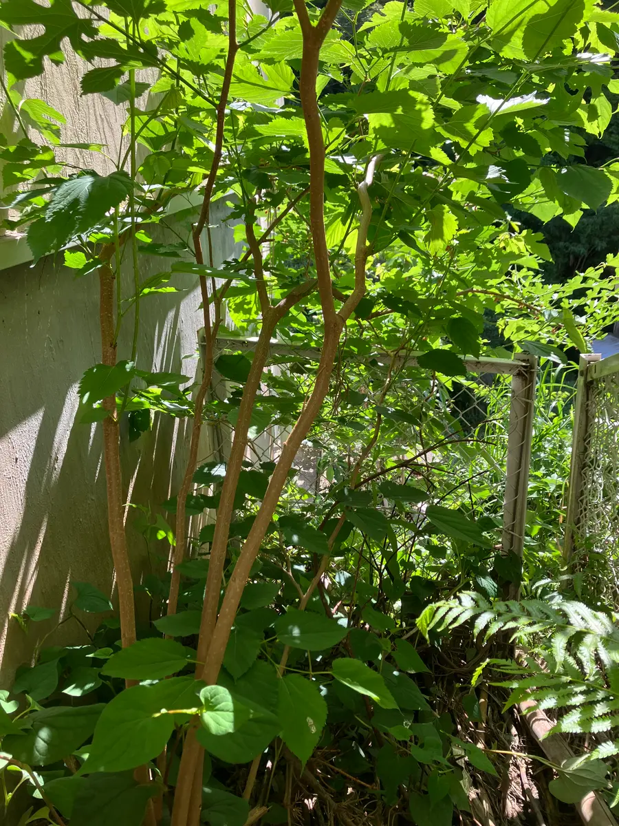 家の脇から生えてきた実生の桑の木ですが、実をつけ始めました