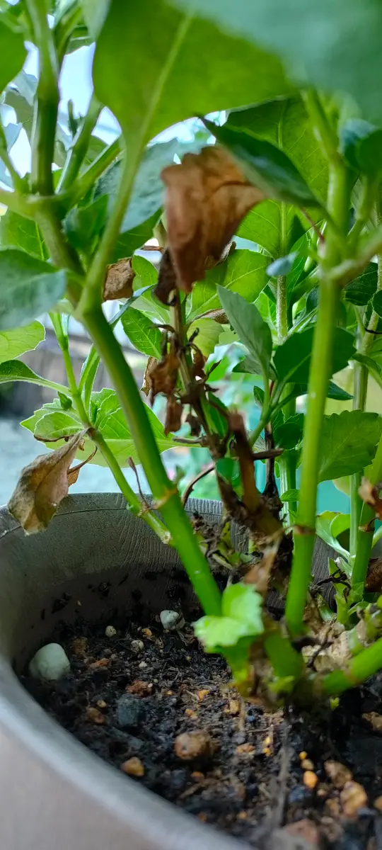 3月の末頃から育てているダリアなんですが花は今のところ次々に