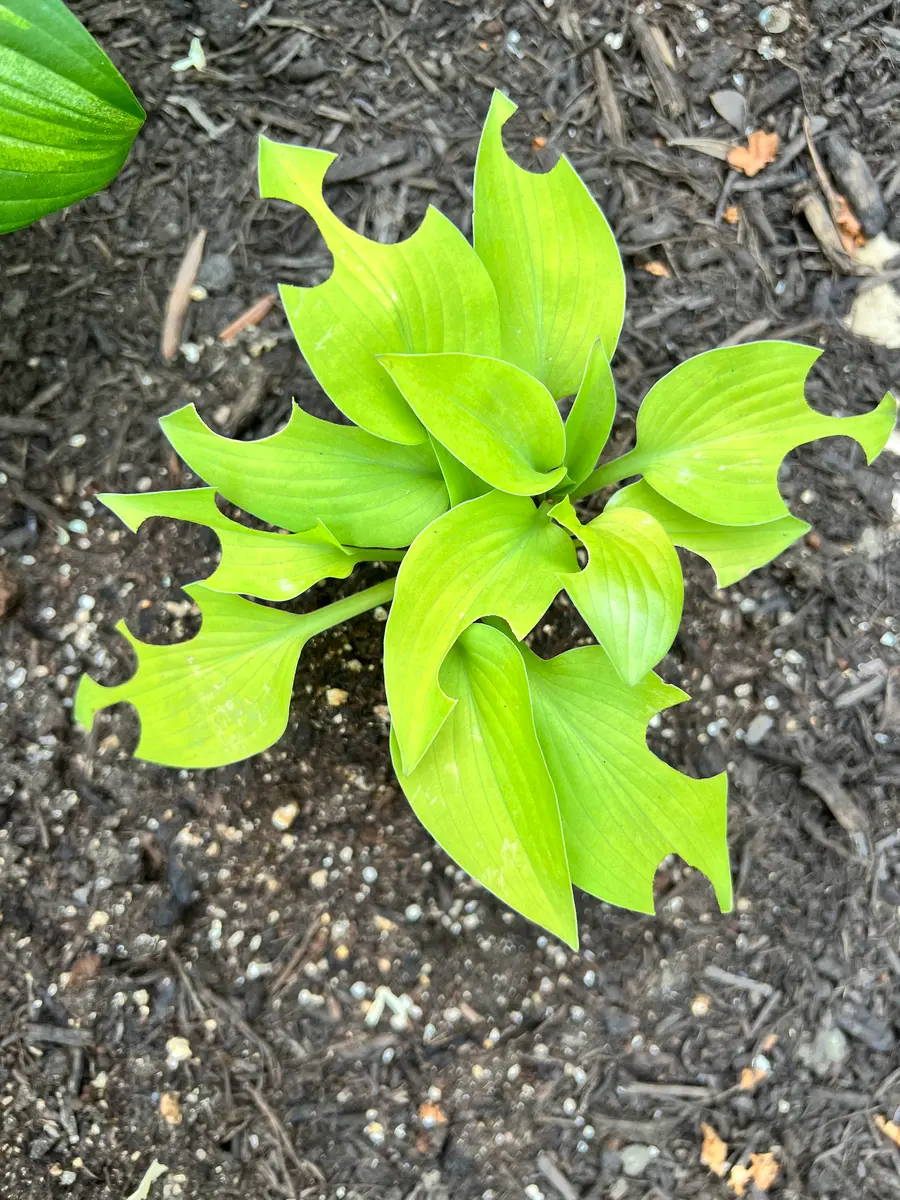 お尋ねします。名前は不詳のホスタです、一晩でこんなアナボコ