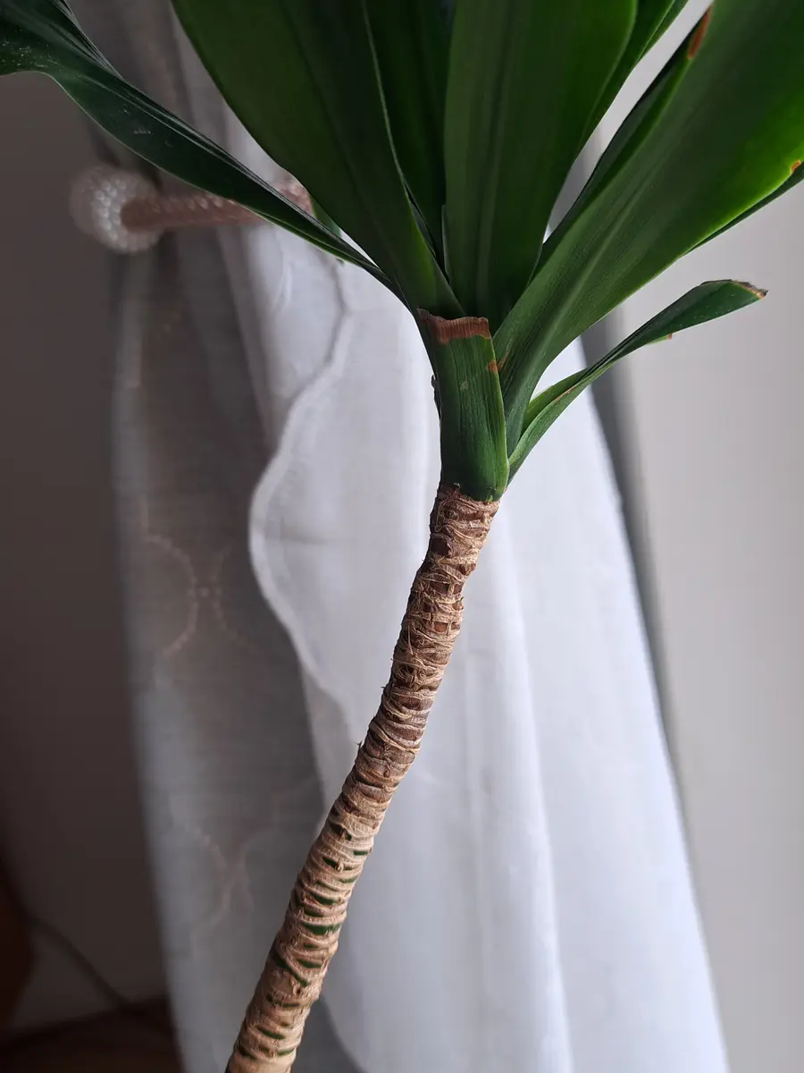 観葉植物初心者です。ベランダと室内で育てていますドラセナコ