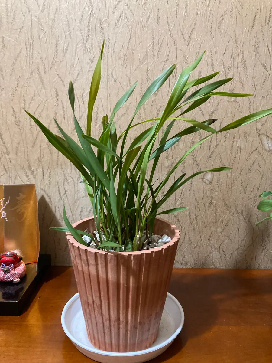 蘭の名前を知りたくて自分なりに色々調べてみたのですが未だ分