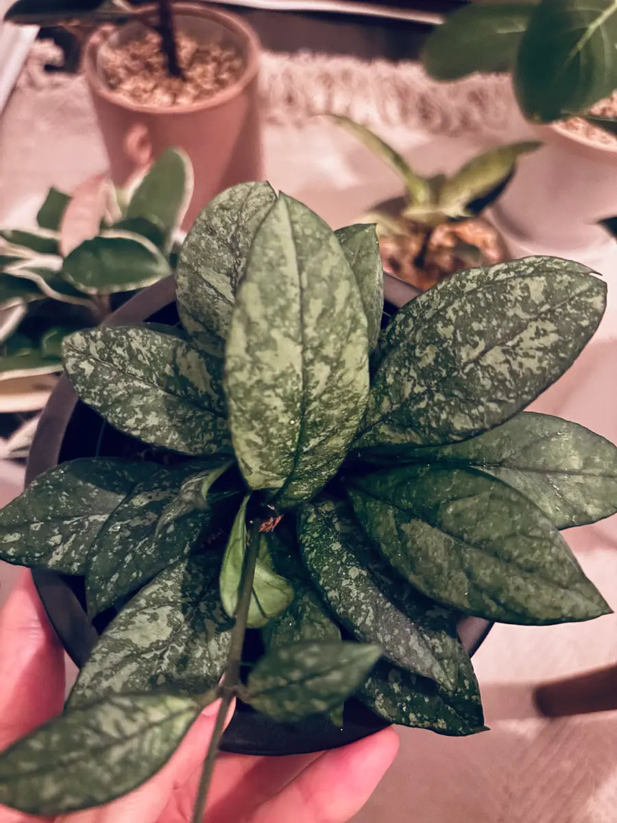 ホヤ ビローサ 5号鉢 2 hoya 【公式通販】