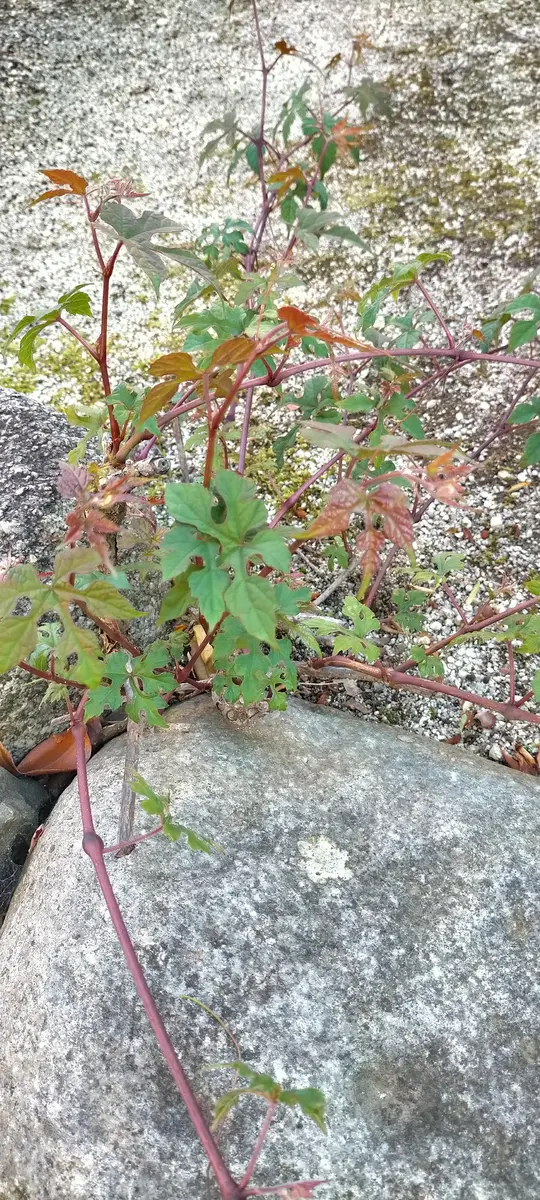 長年庭にある植物です。蔦の種類かと思ってますが、具体的に名