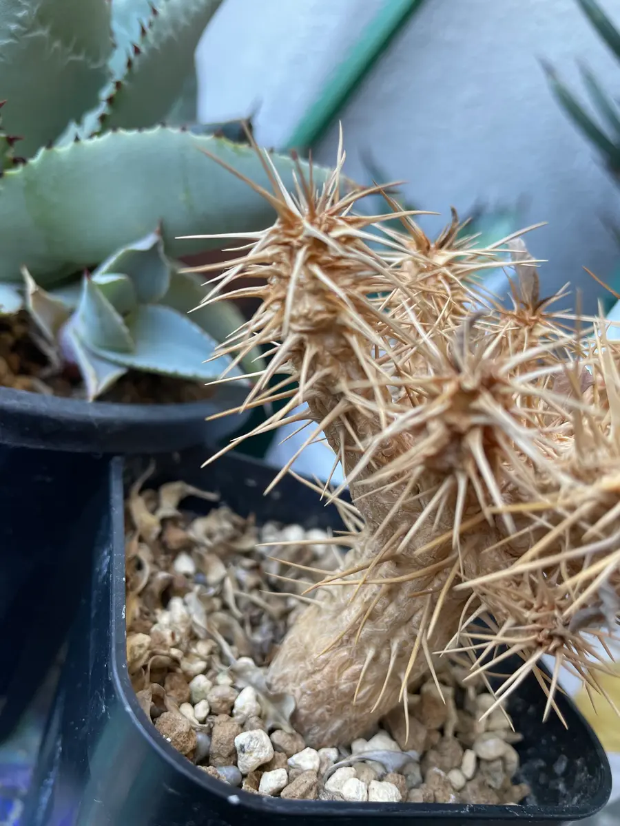 こんにちは😃早速ですが、フォルビアギラウミニアナを育てて｜園芸