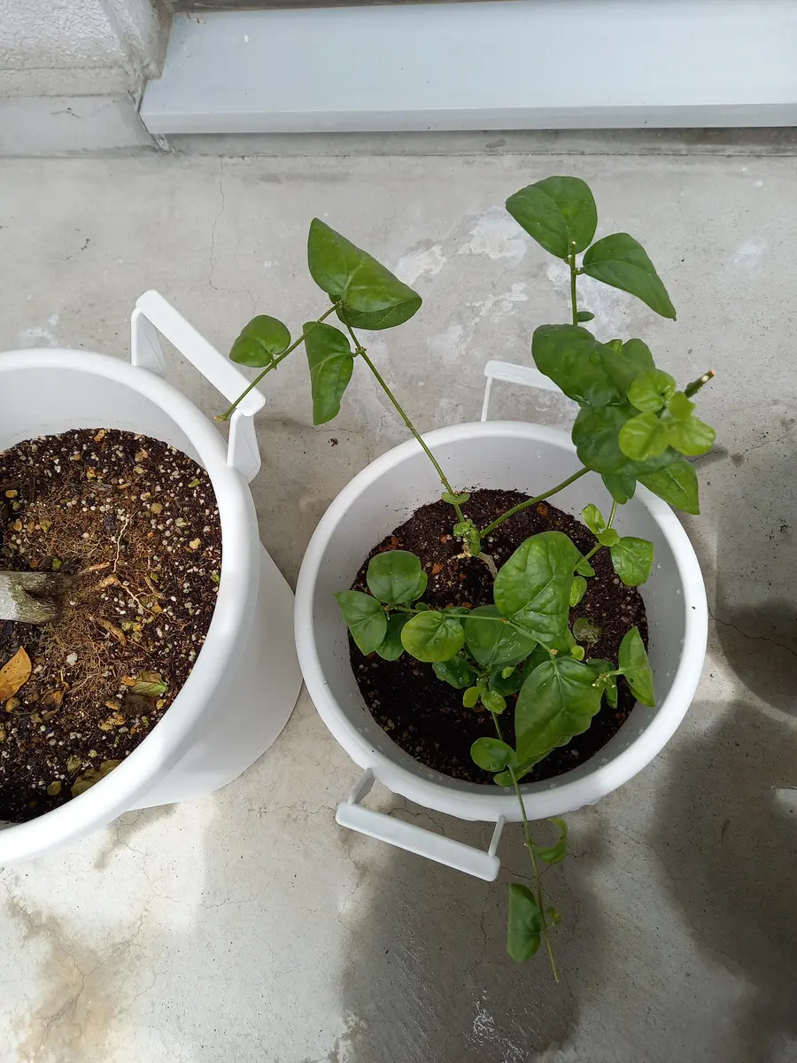 昨年ホームセンターで、購入した、ジャスミンです。まったく花