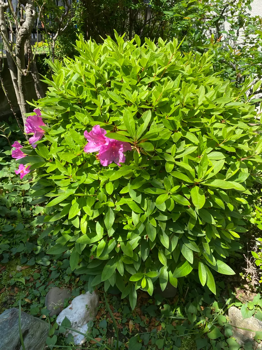 つつじの木 花台 つつじの木 花台
