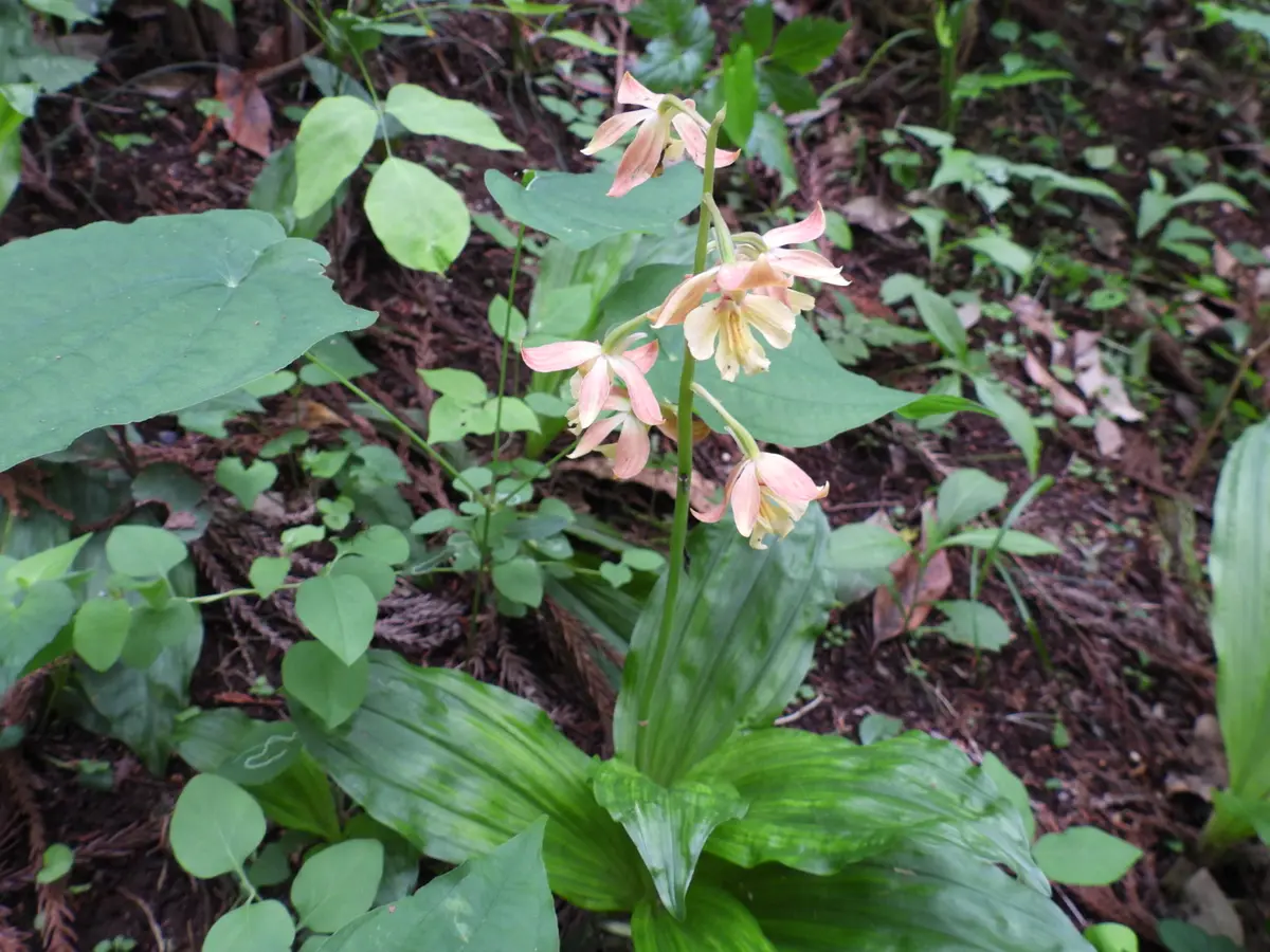 栃木県の森林で見かけた花です。名前が知りたいです。らん｜園芸