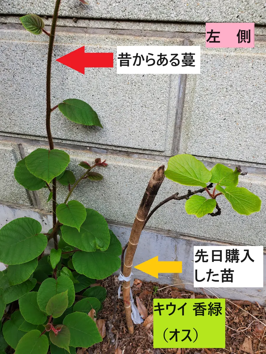 ゲンカイツツジ/白花【現品】管理24124 【植木/庭木/苗木】