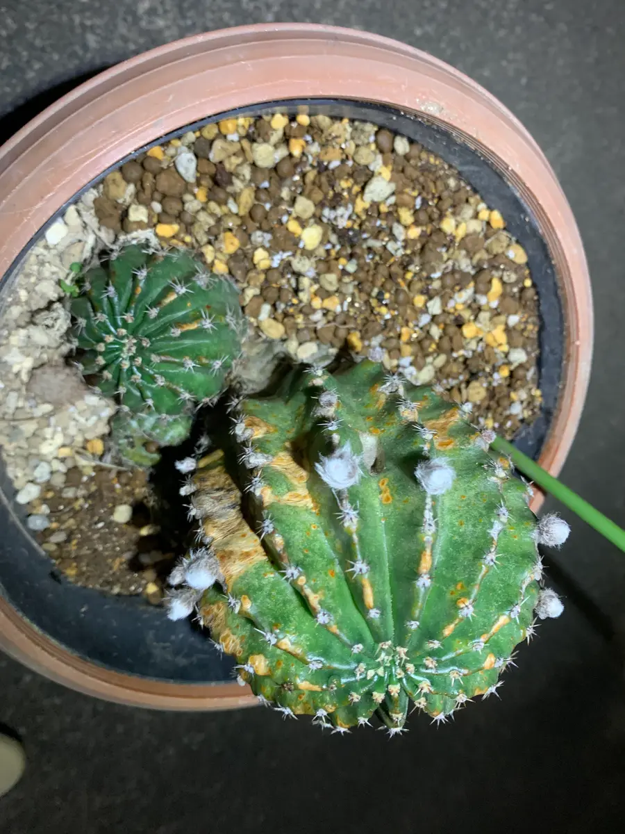 皆さま、教えてください。サボテンを二ついただきましたが、｜園芸