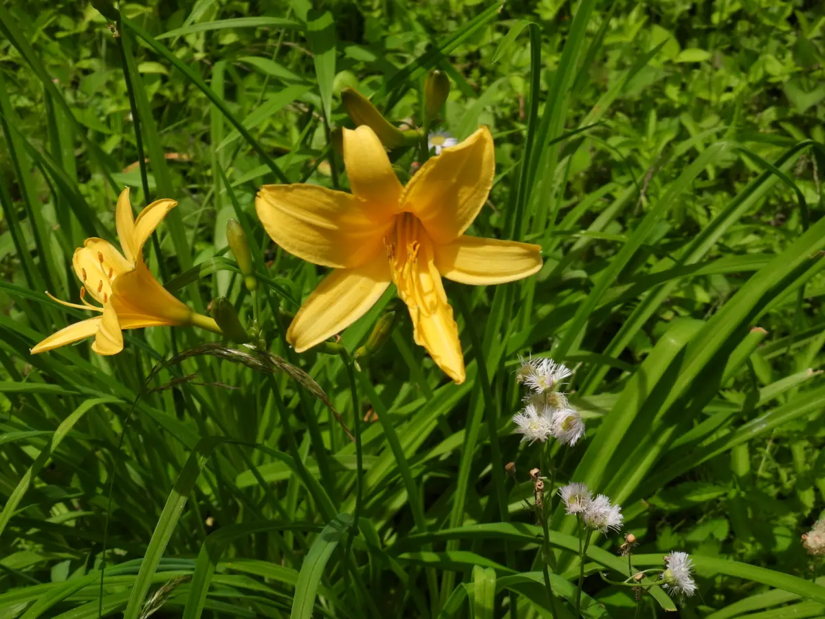 この花は黄色の百合ですが、それ以外に正式名称があるのでしょ