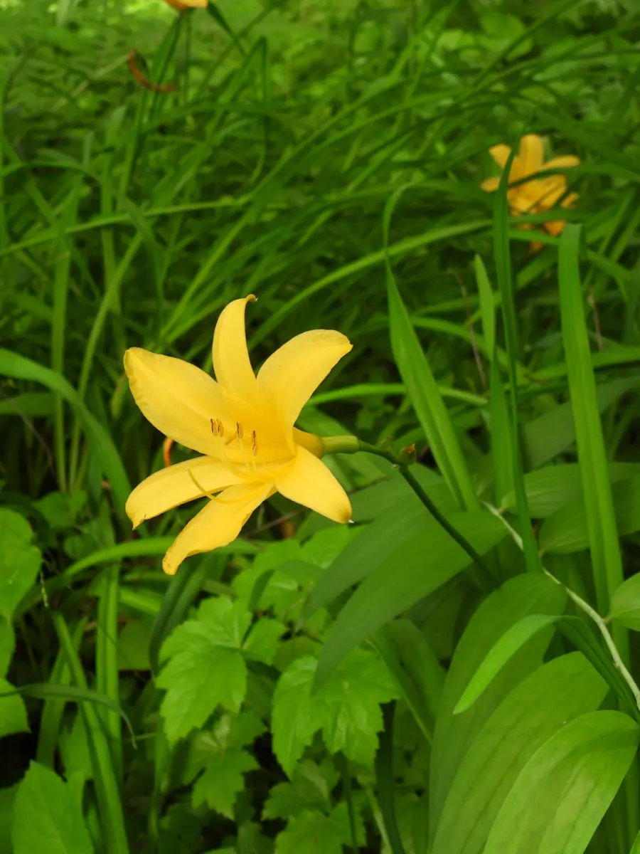 この花は黄色の百合ですが、それ以外に正式名称があるのでしょ