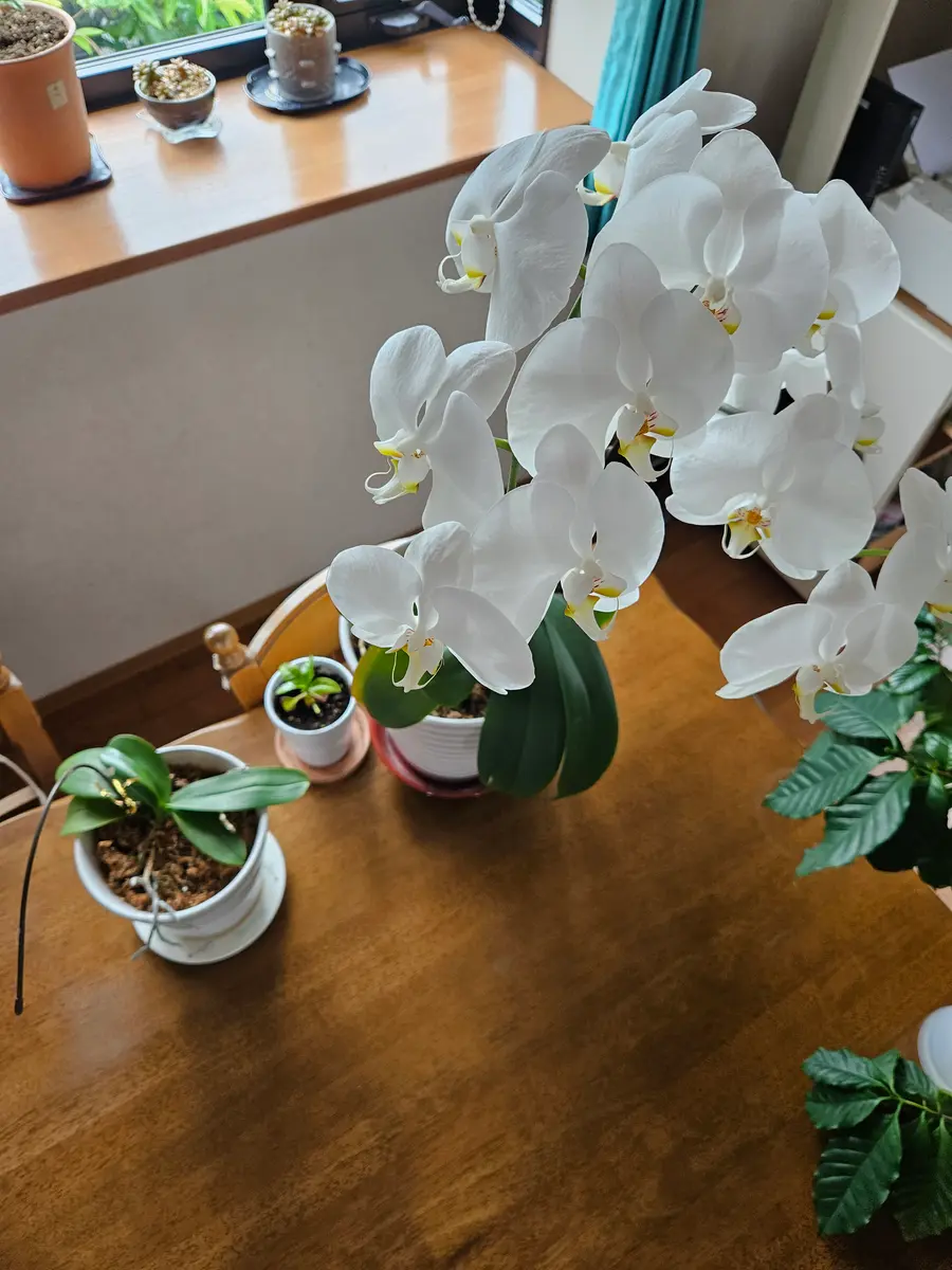 こんにちは ご指南お願いします。ミニ胡蝶蘭に花芽が出ません｜園芸