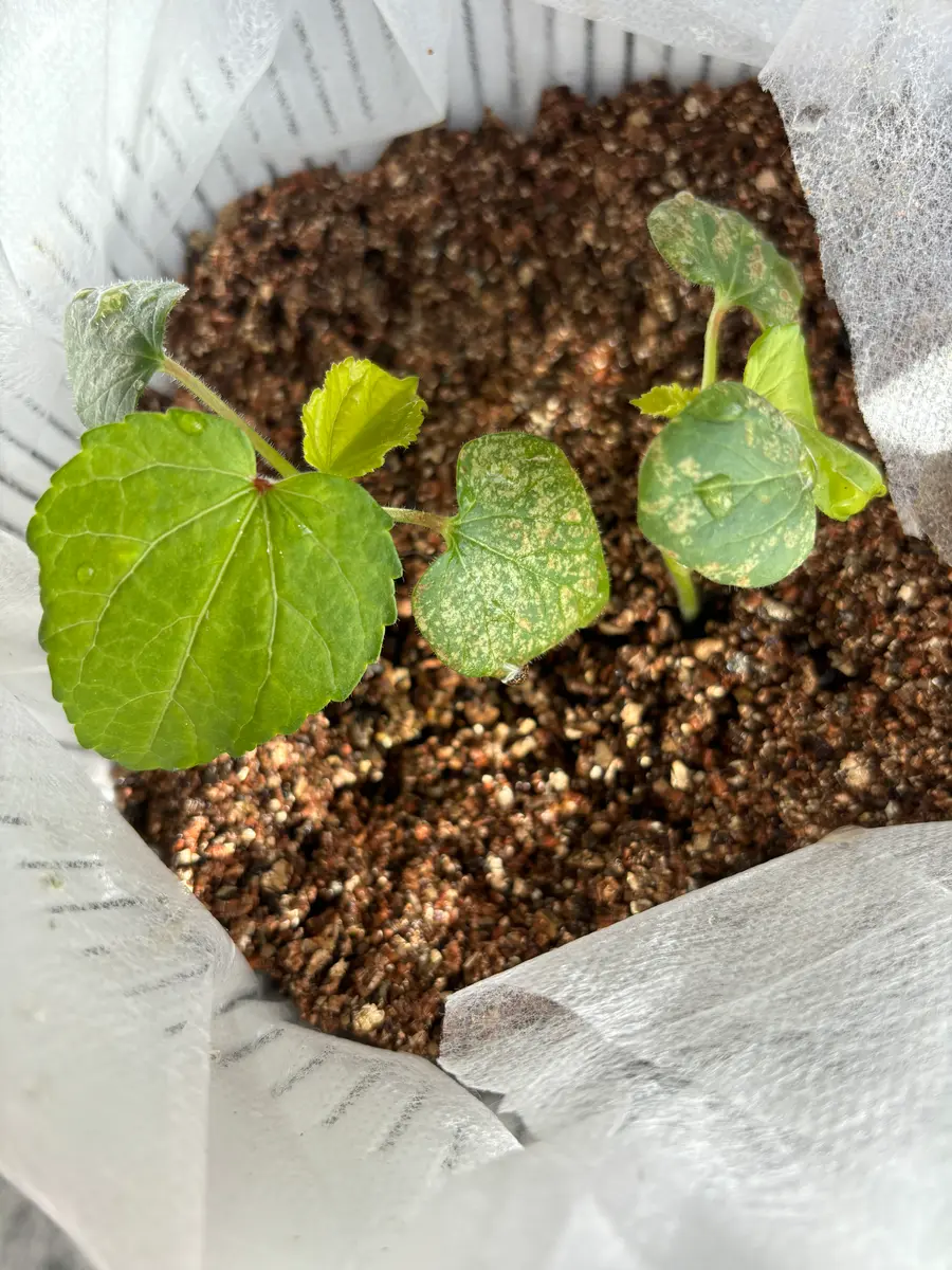 種から水耕栽培でオクラを育てておりますが、気づいたら葉っぱ