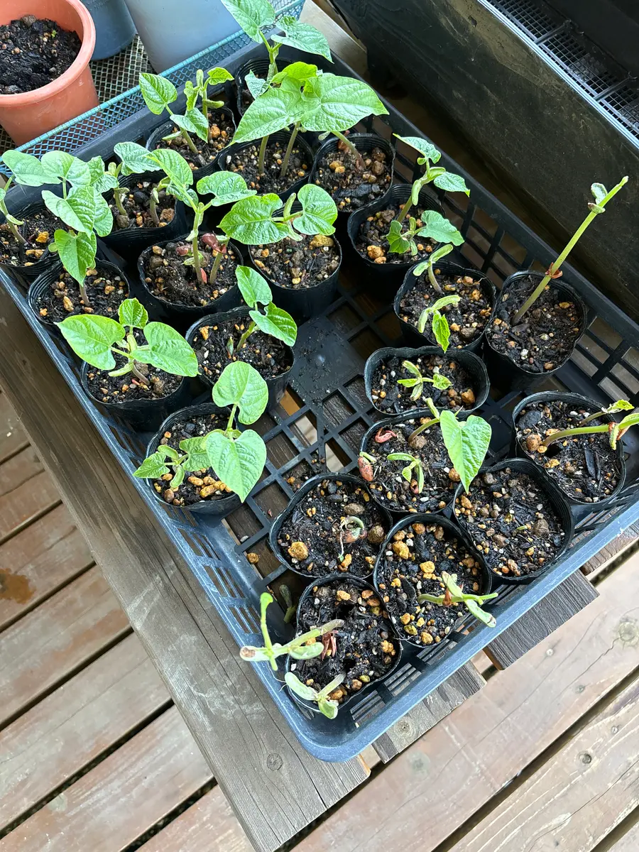 インゲンを種蒔きし発芽しましたが本葉が齧られてなくなってし