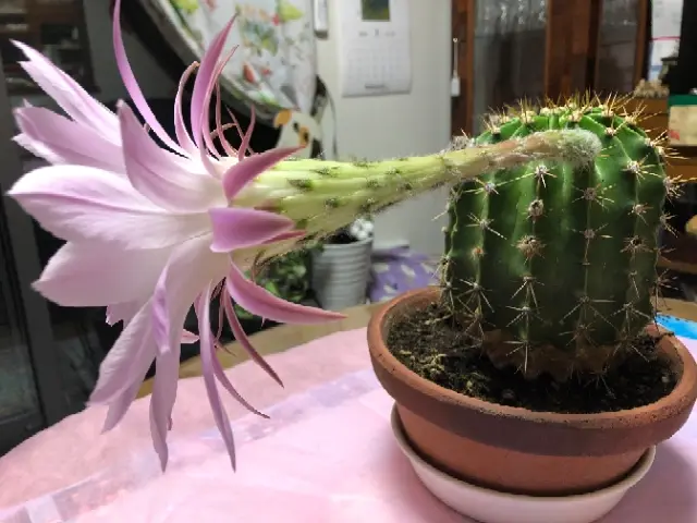 このサボテンの名前分かる方教えてください。花盛丸（かせいま