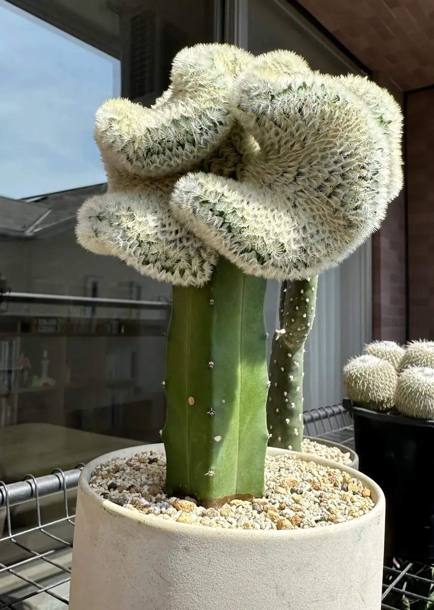 穂木と台木どちらにも日光は必要ですか？】接木マミラリア｜園芸