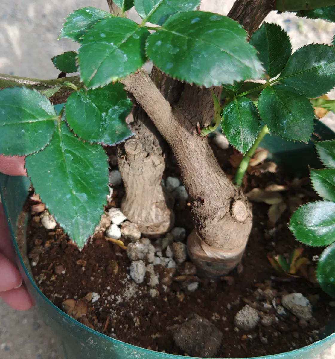 急ぎです。今週中に横浜までバラの苗木8種類を現金手渡しにて引き取りに来られる方。探しております。 急ぎです。今週中に横浜までバラの苗木8種類を現金手渡しにて引き取り