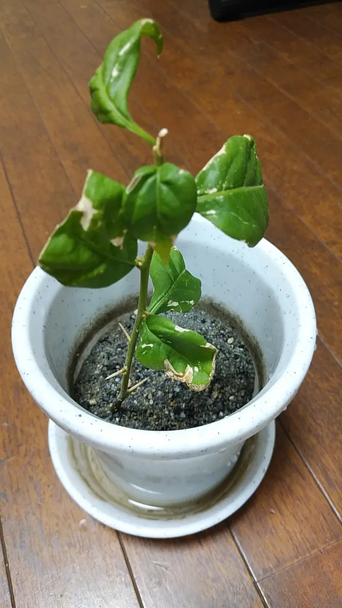 7/4にブーゲンビリアの枝を分けて貰い挿し木にました。5本くら