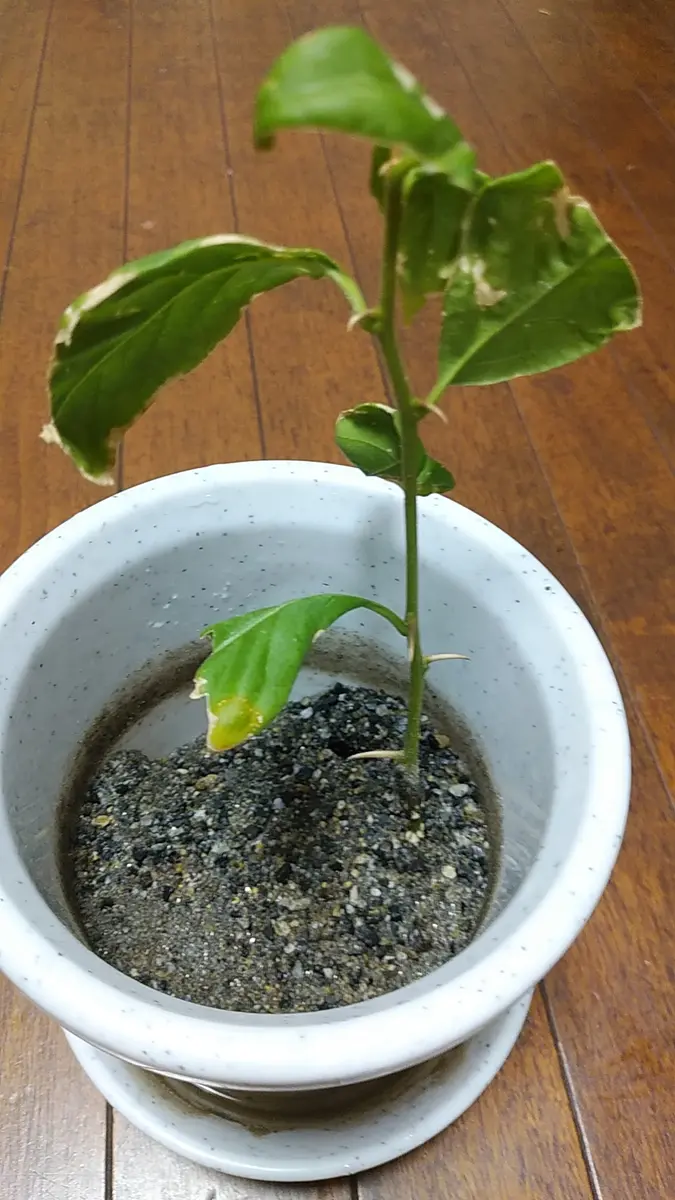 7/4にブーゲンビリアの枝を分けて貰い挿し木にました。5本くら