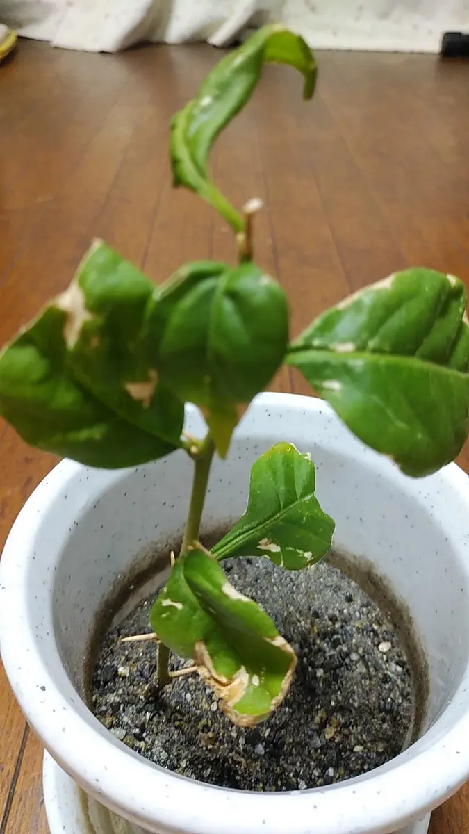 7/4にブーゲンビリアの枝を分けて貰い挿し木にました。5本くら