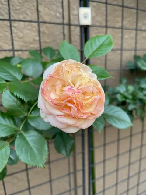 ピエールドゥロンサールを鉢植えで育てて3年目になりますが