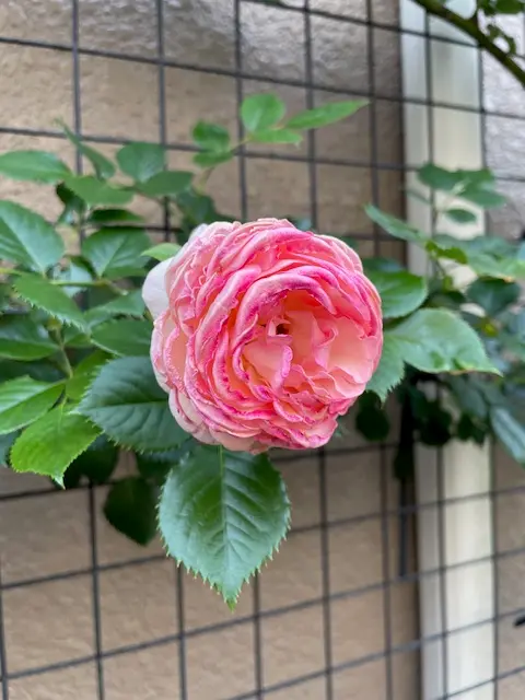 ピエールドゥロンサールを鉢植えで育てて3年目になりますが