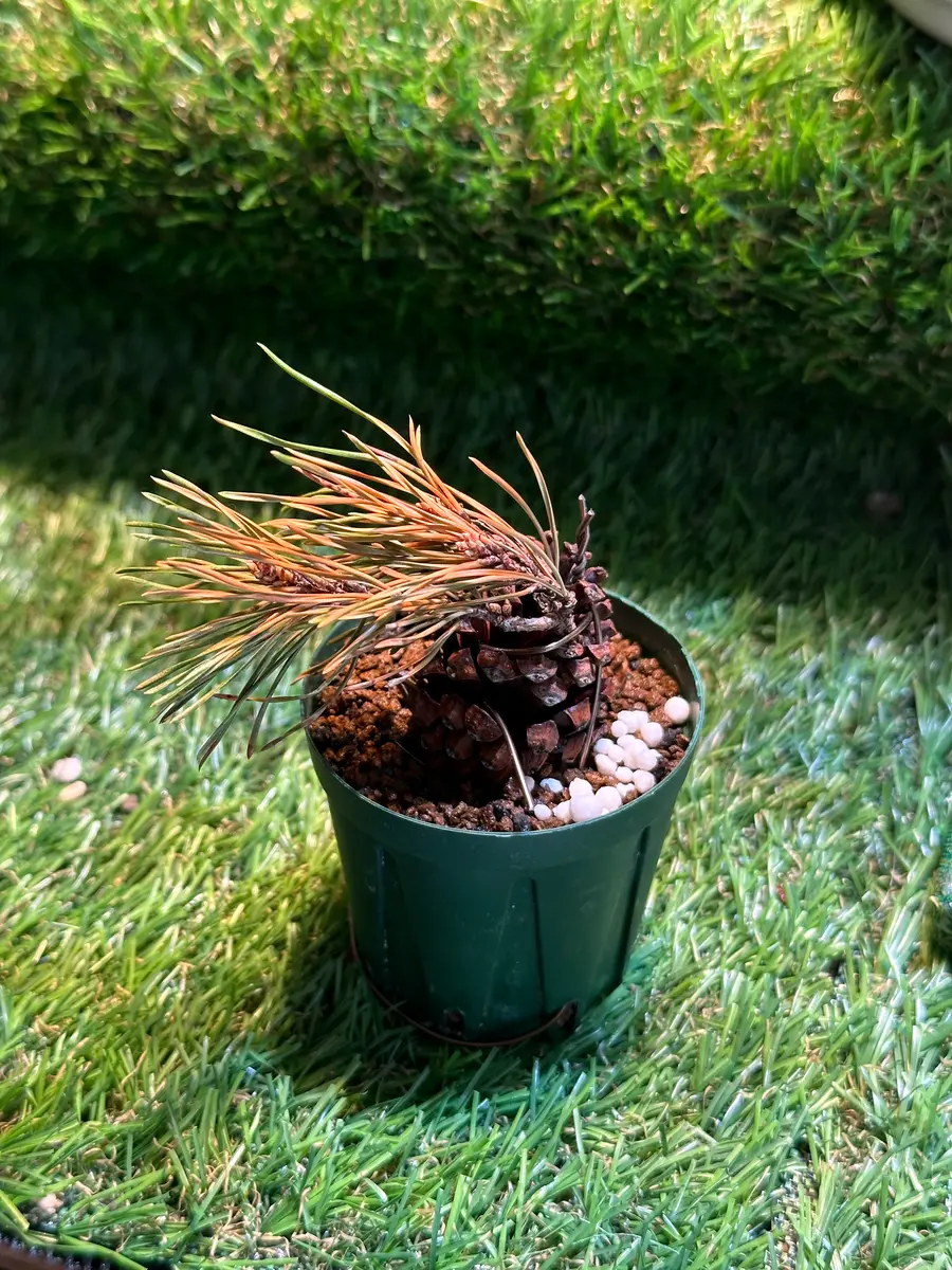 知り合いから頂いた松のミニ盆栽苗についてなのですが家に来た