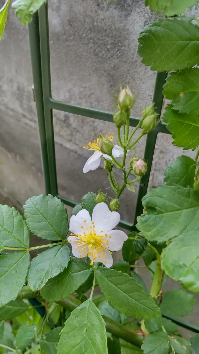 ファッション通販 この花の名前を教えてください。隣家との間の日陰に、いつの間 フラワー・リース