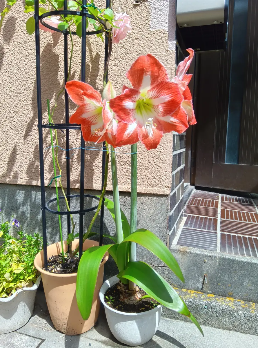 アマリリス 5球 7号鉢 アマリリス 5球 7号鉢