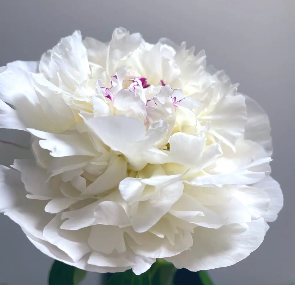 感謝の声続々！ ④ஐ純白で花びらが多い豪華なバラ咲き