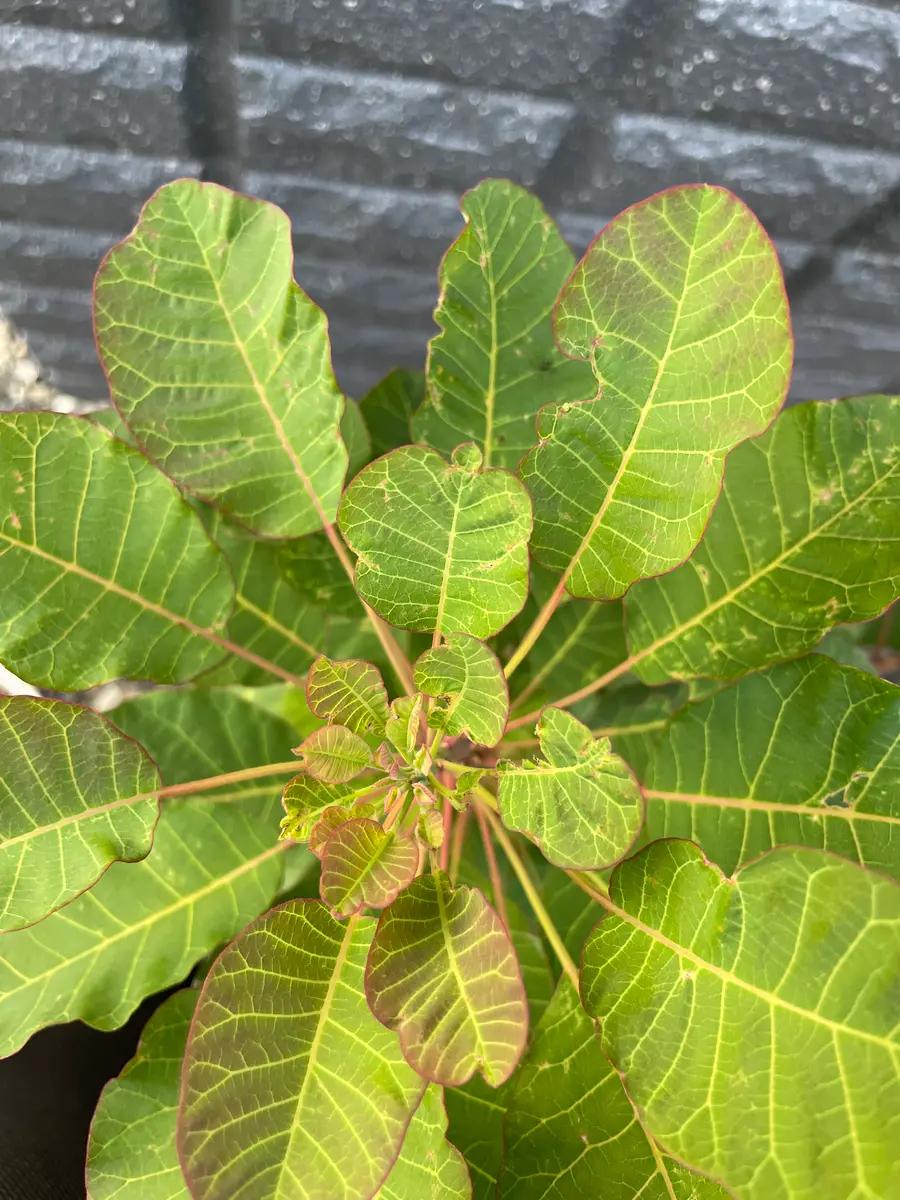 スモークツリーを鉢植えで育てています。葉っぱが元気よく増え