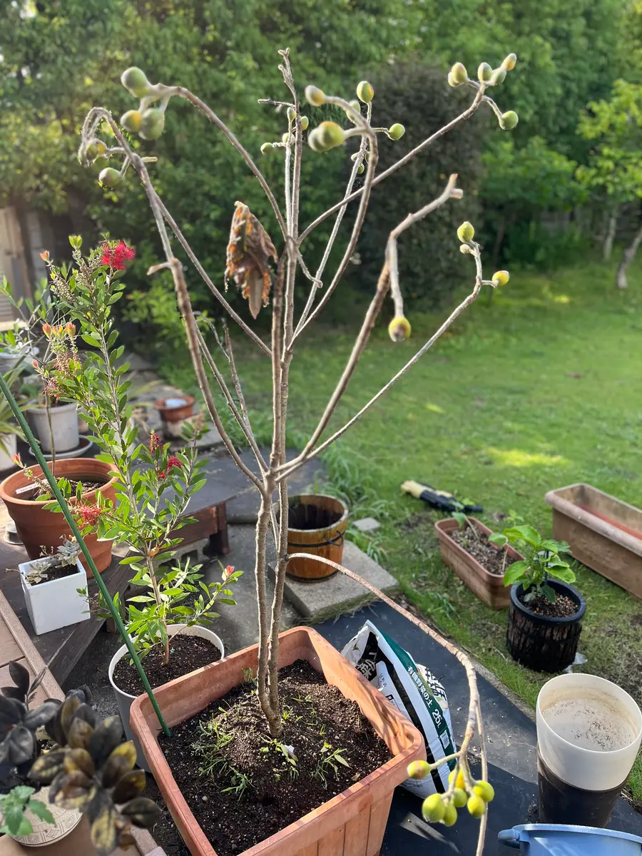 img_cache_q_35334_1_1716242277