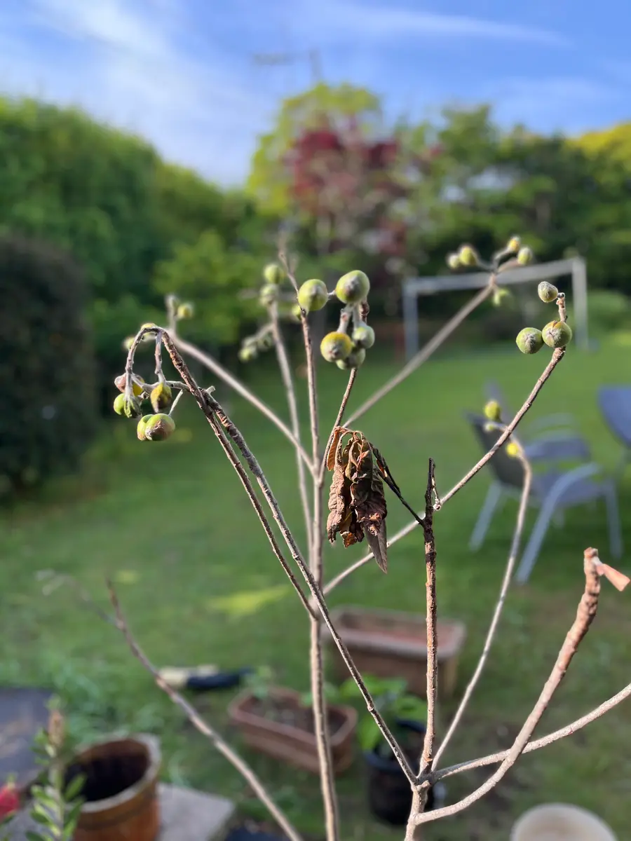 ご教示ください！数年前に食べたビワの種を発芽させ育てていま