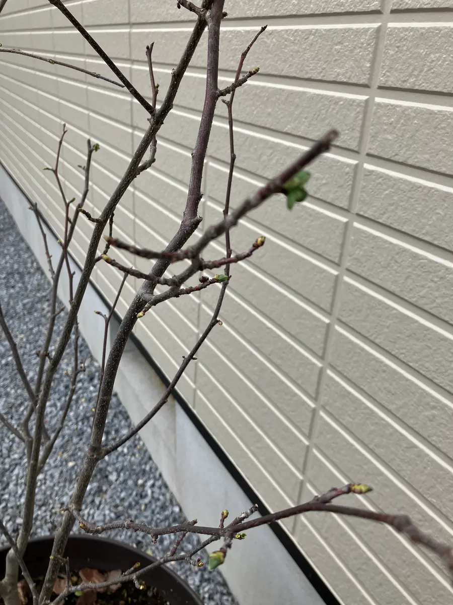 マルバノキ（恵那錦）を2023.5.1に購入しました。高さ90センチ