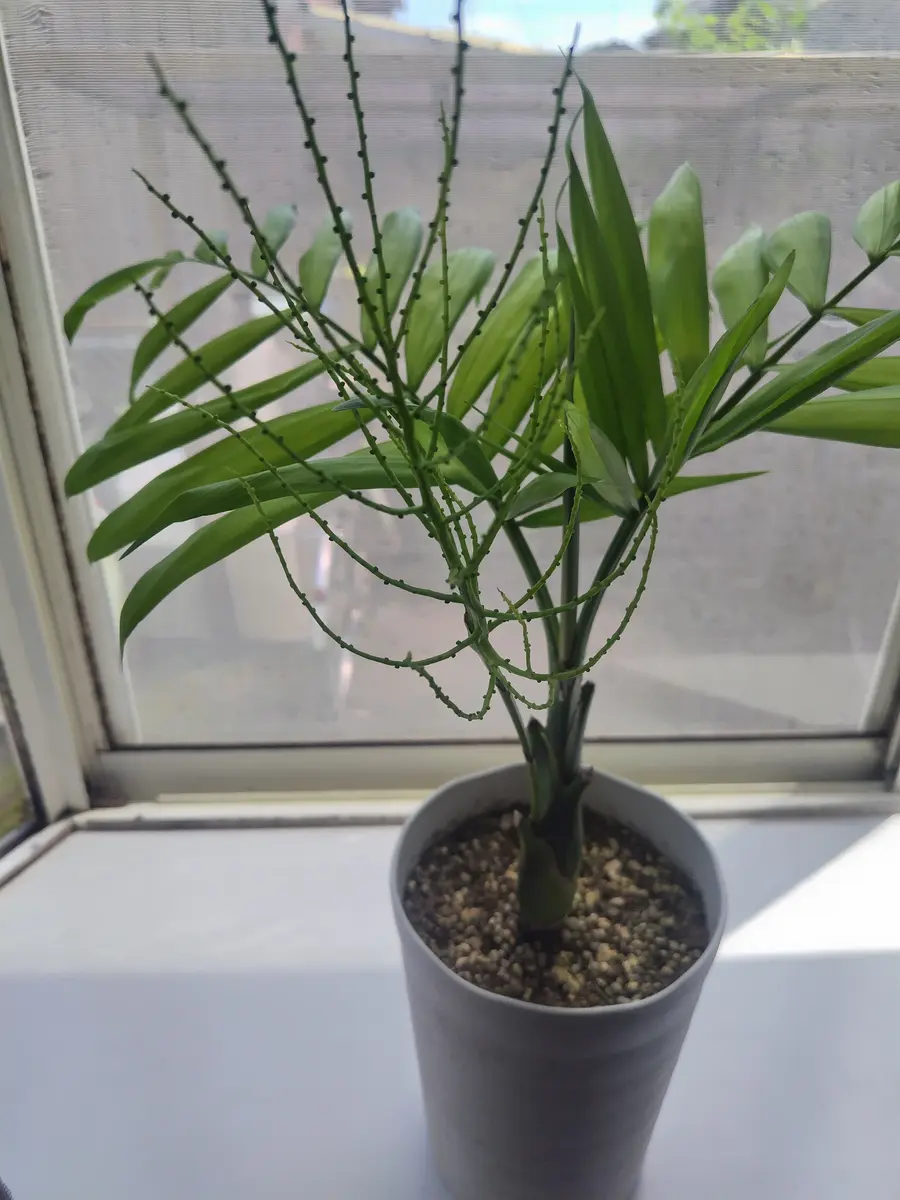 ヤシの木育てて12年になりますが始めて花だと思うですが、株分 