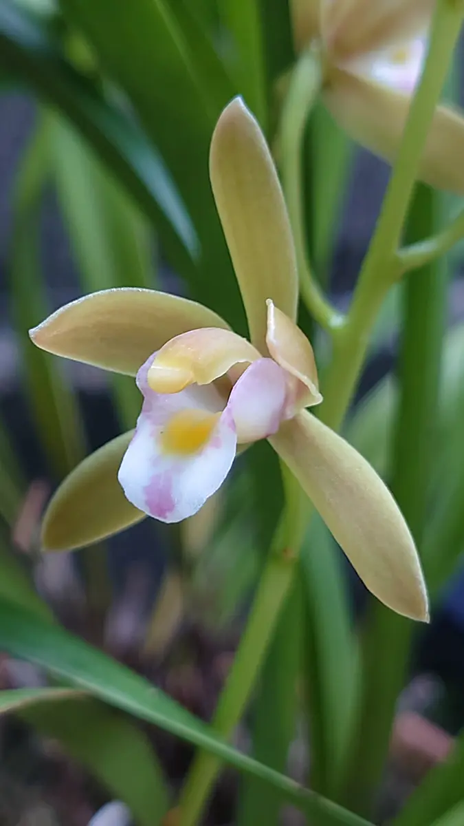 白花 キンリョウヘン花 花芽5個 白花金稜辺 蜜蜂誘引蘭 農園直送