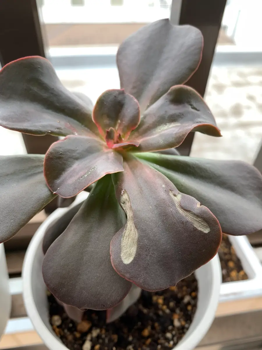 病気の対処法名前不明の多肉植物ですが病気かもしれません症｜園芸