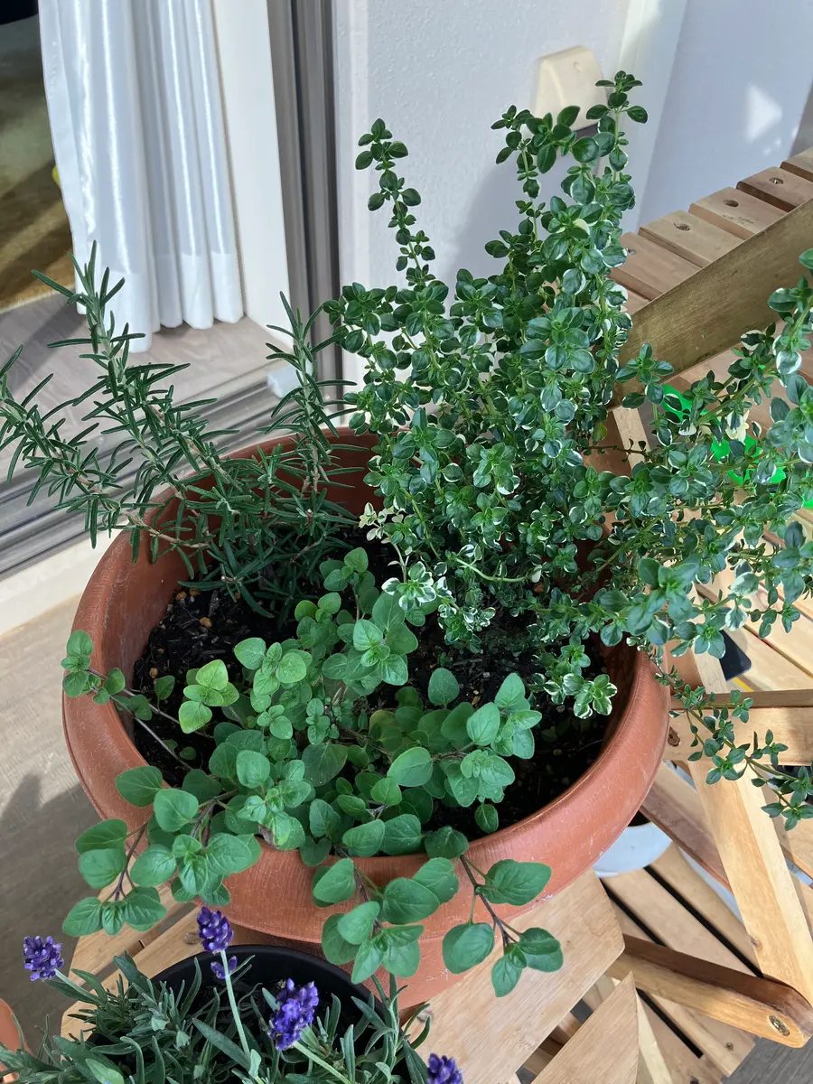 寄せ 植え ハーブ