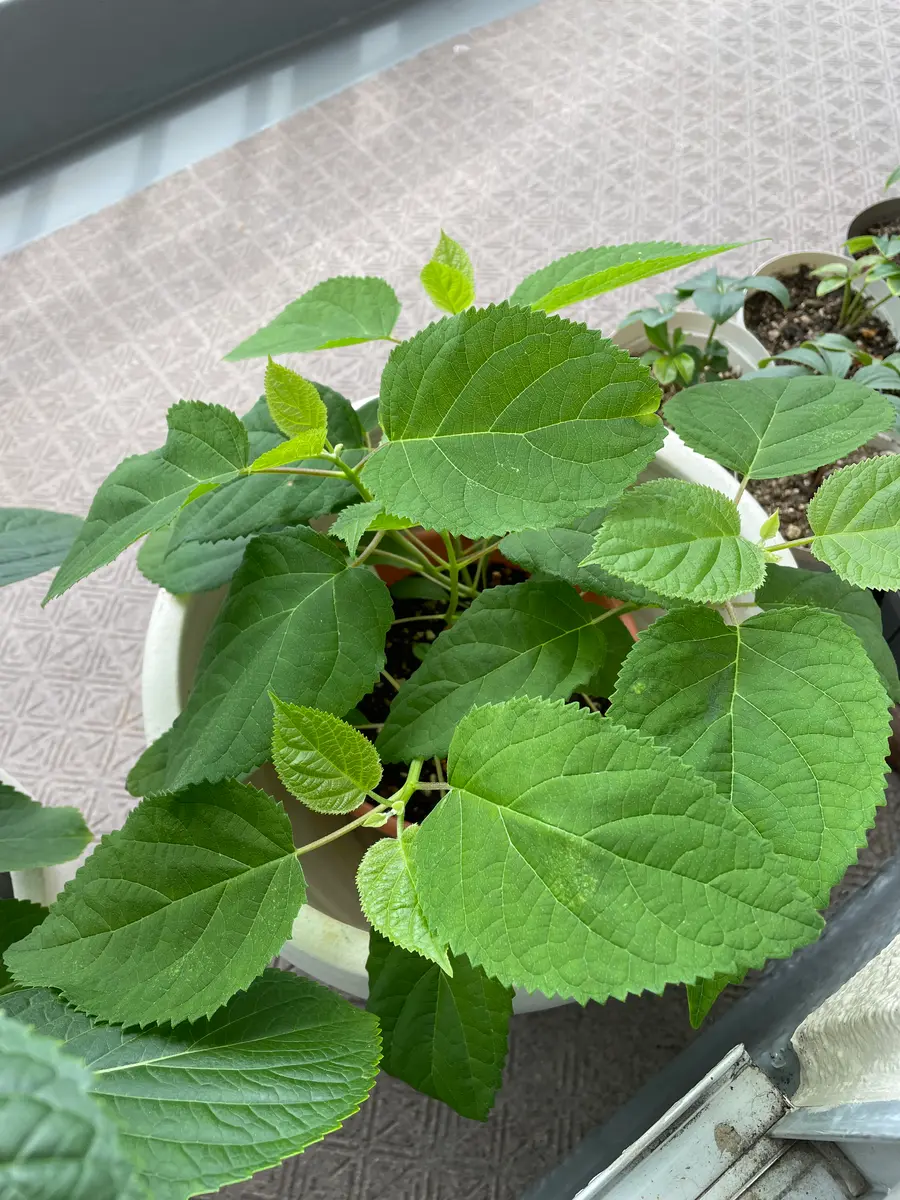 2年前の5月に白い花が咲いているアナベルの苗をいただきました